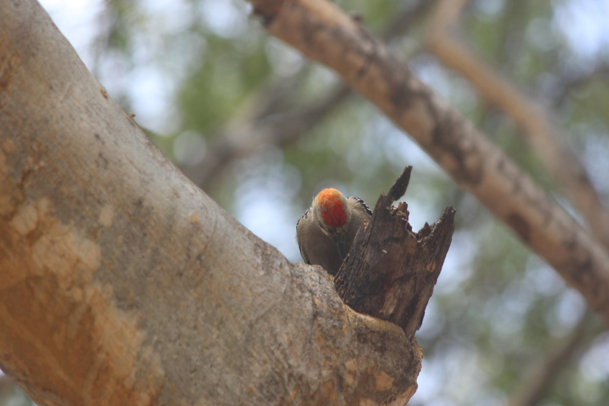 Pájaro carpintero de vientre rojo